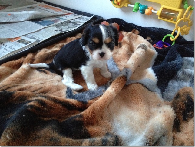 Callie at 5 weeks old.