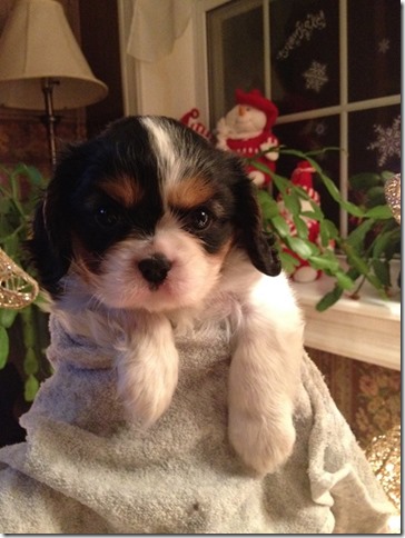 Callie at 6 weeks old.