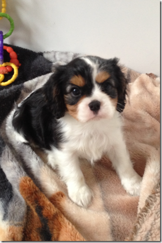 Callie at 8 weeks old.