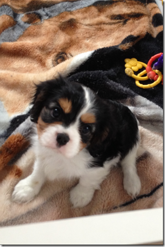Callie at 8 weeks old.