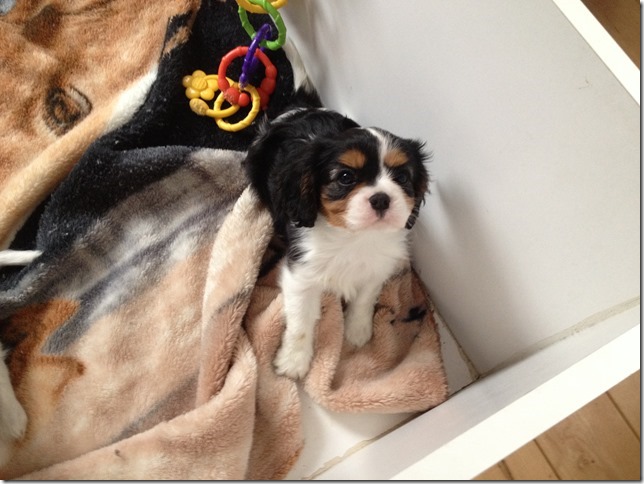 Callie at 8 weeks old.