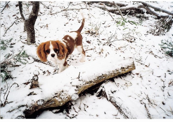 Casey out in the snow.