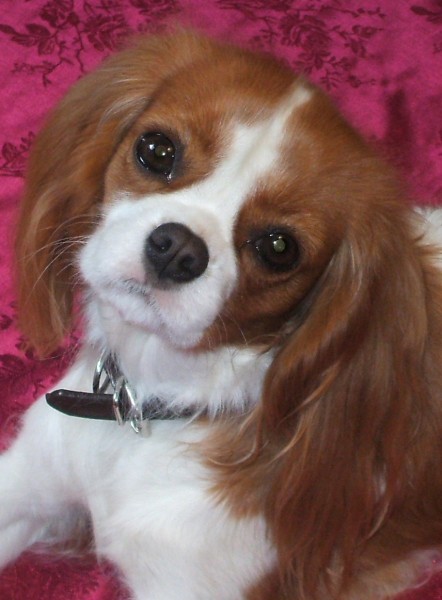 Link To Casey's Page