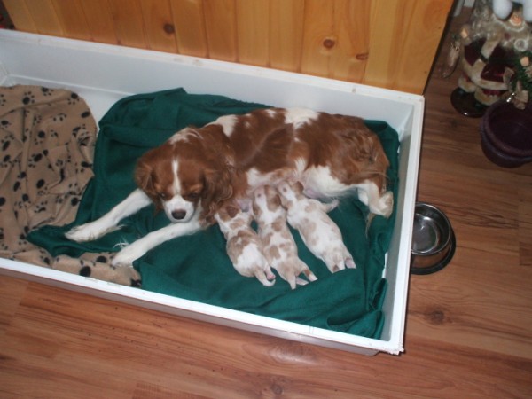 Casey and her puppies