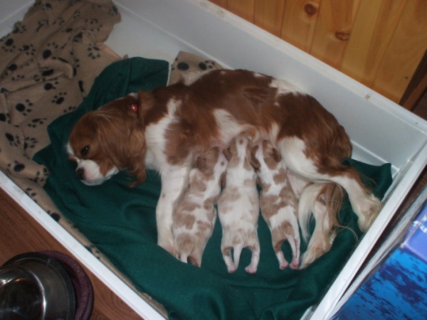 Casey and her puppies