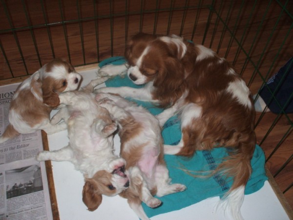Casey and her puppies.