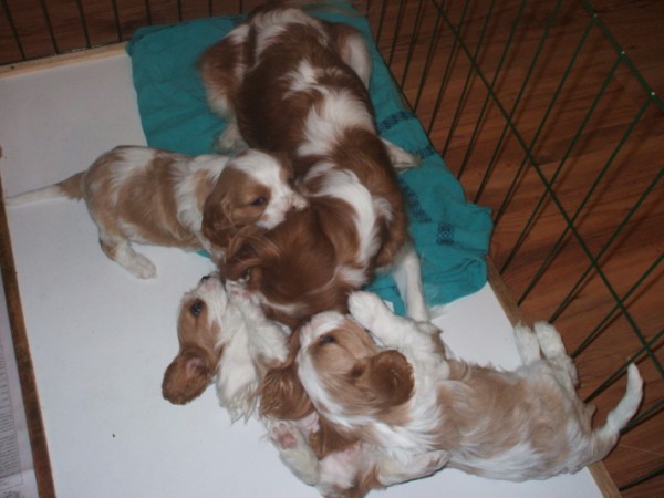 Casey and her puppies. They seem to be ganging up on Mom.