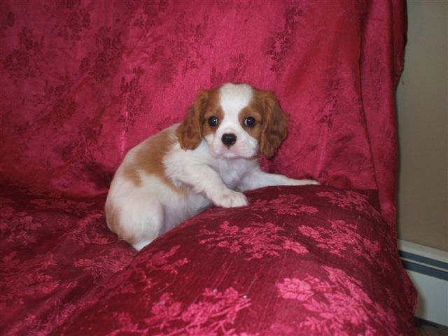 Charlie at 8 weeks old.