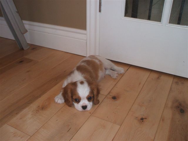 Charlie at 8 weeks old.