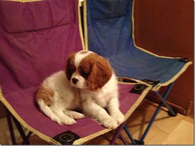 Charlie Rose at 8 weeks.