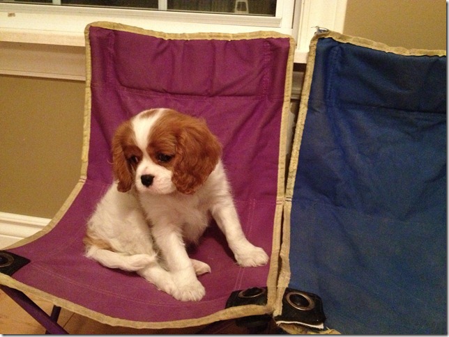 Charlie Rose at 8 weeks.