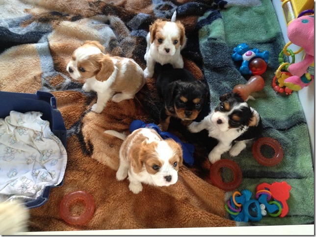 Piper and King pups at 6 weeks old.
