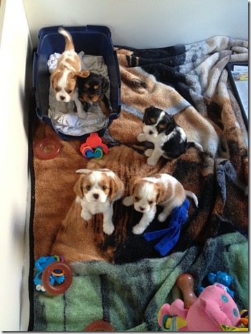 Piper and King pups at 6 weeks old.