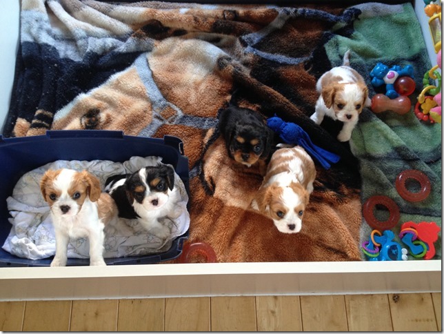 Piper and King pups at 6 weeks old.