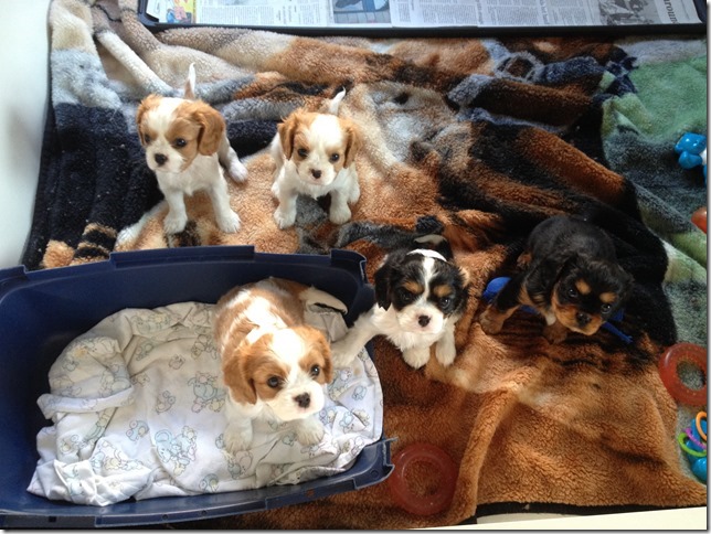 Piper and King pups at 6 weeks old.