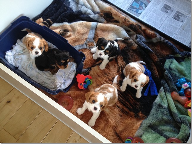 Piper and King pups at 6 weeks old.
