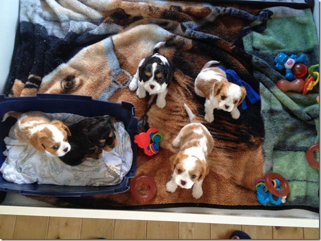 Piper and King pups at 6 weeks old.
