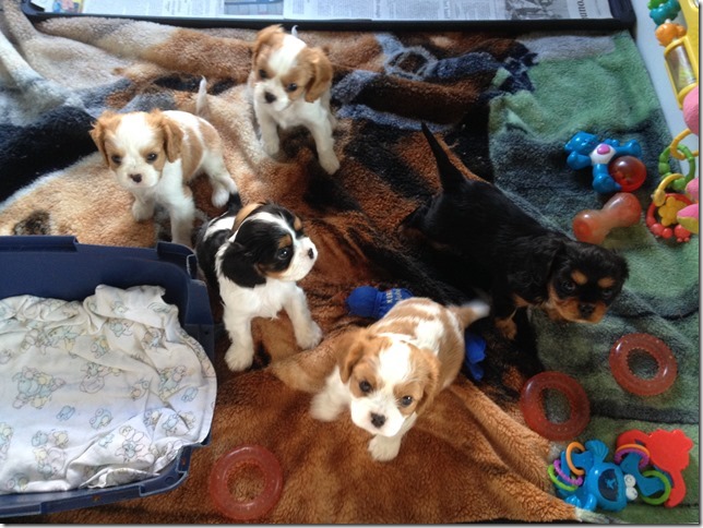 Piper and King pups at 6 weeks old.
