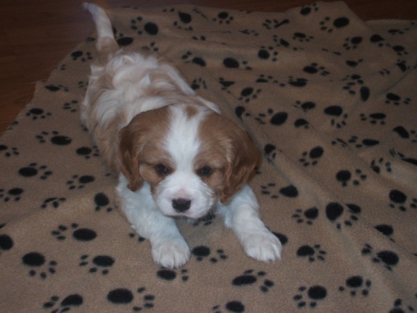 Copper