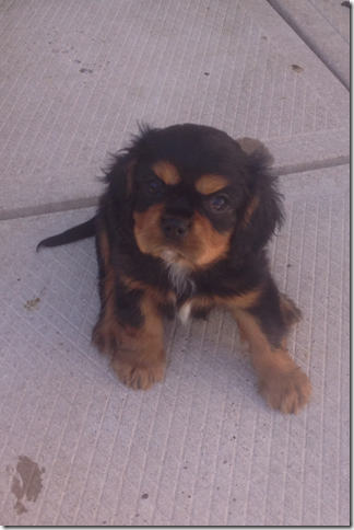 Copper at 8 weeks ld.