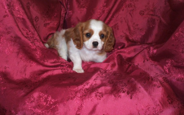 Dixie
