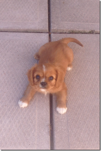 Elsie at 8 weeks old.