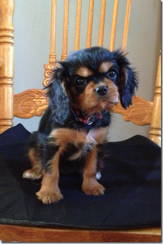 Female about 9 weeks
