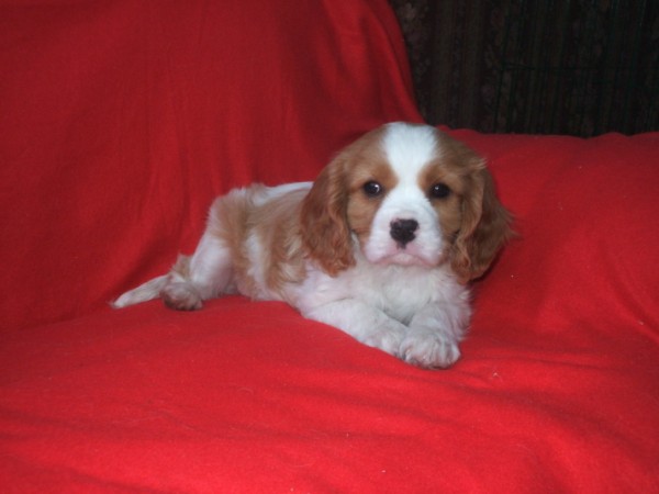 Gibson