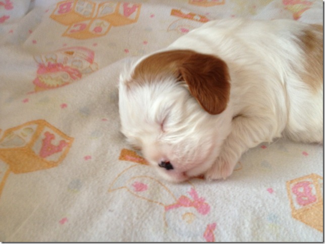 Horatio at 3 weeks old.