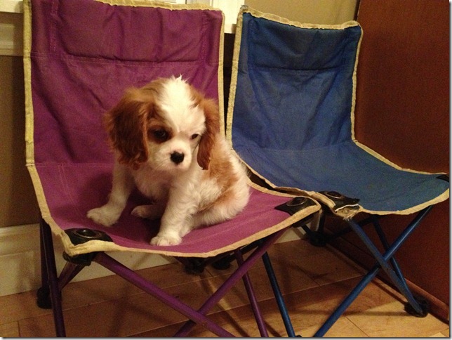 Horatio at 9 weeks old.