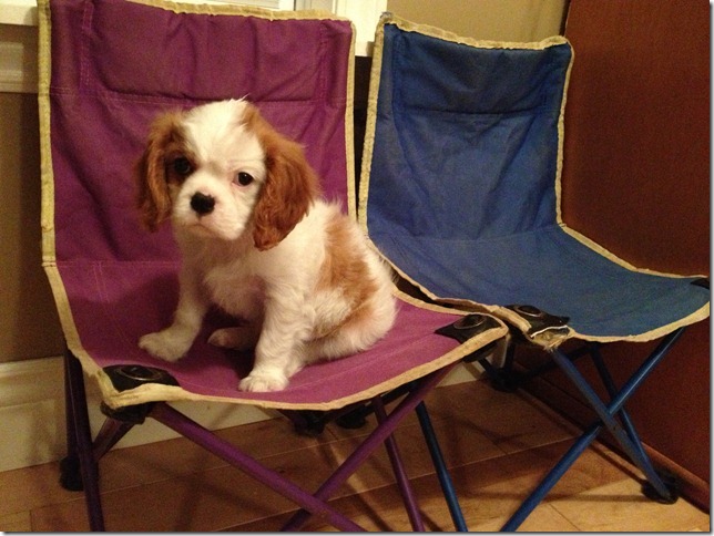 Horatio at 9 weeks old.