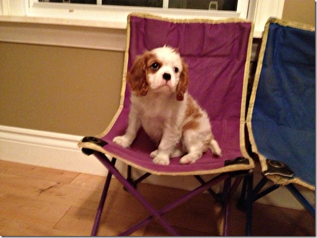 Horatio at 9 weeks old.