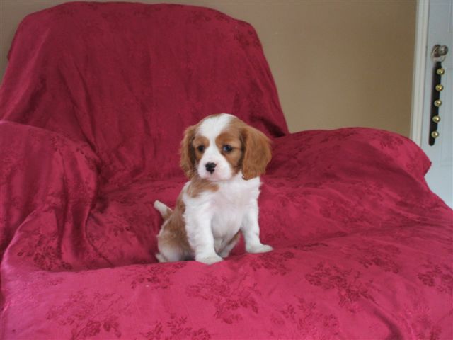 Jack at 7 weeks old.