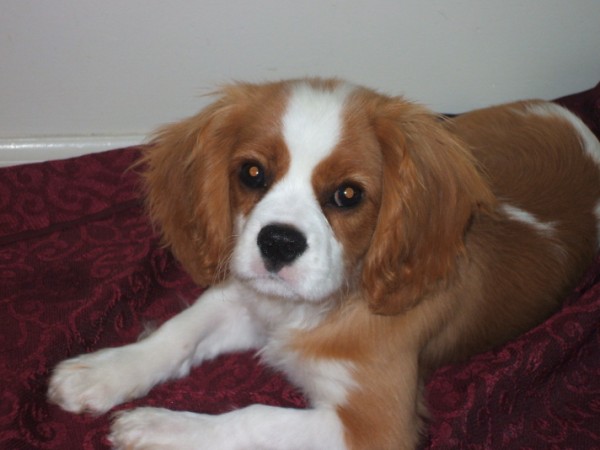Jake