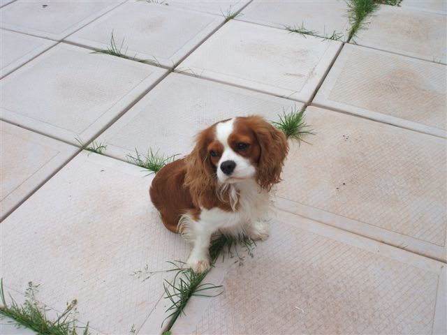 Jake at 2 1/2 years old.