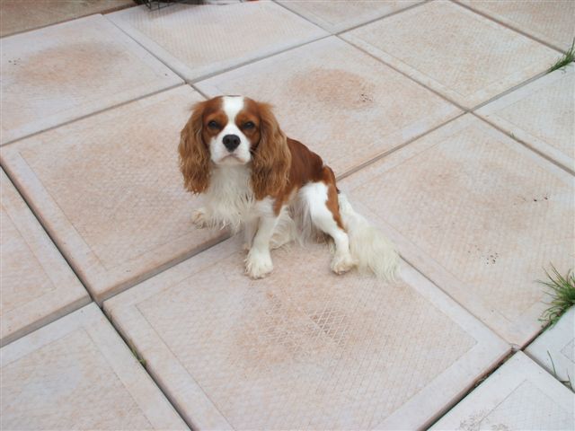 Jake at 2 1/2 years old.