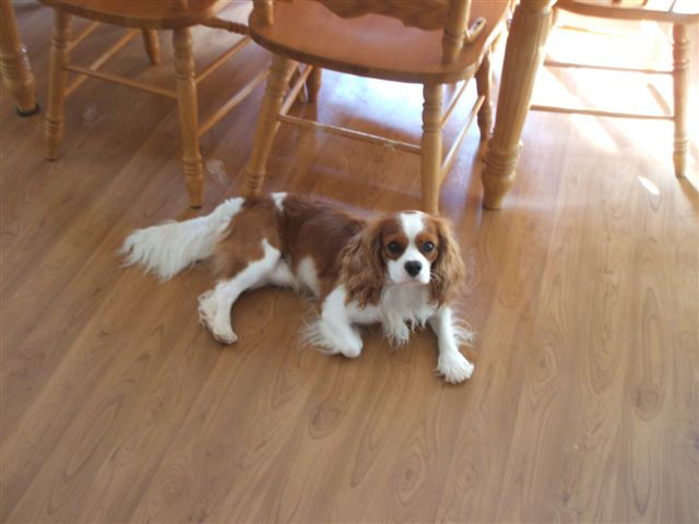 Jake at 2 1/2 years old.