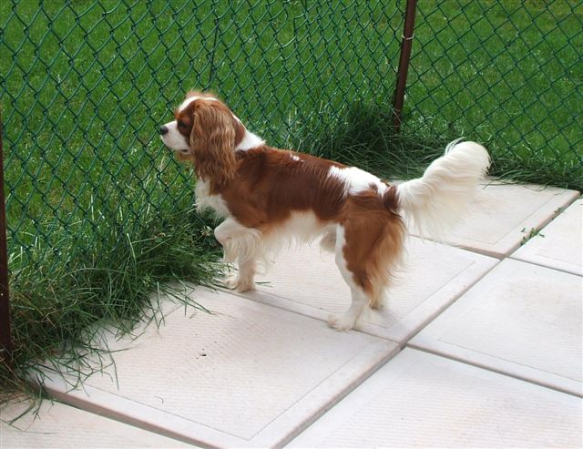 Jake trying to be a pointer.