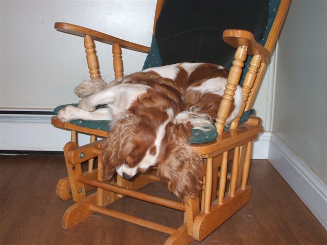 Jake and Caleigh snoozing on my chair.  Not sure how Jake's comfortable?