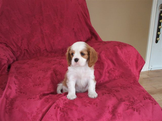 Jaydin at 7 weeks old.