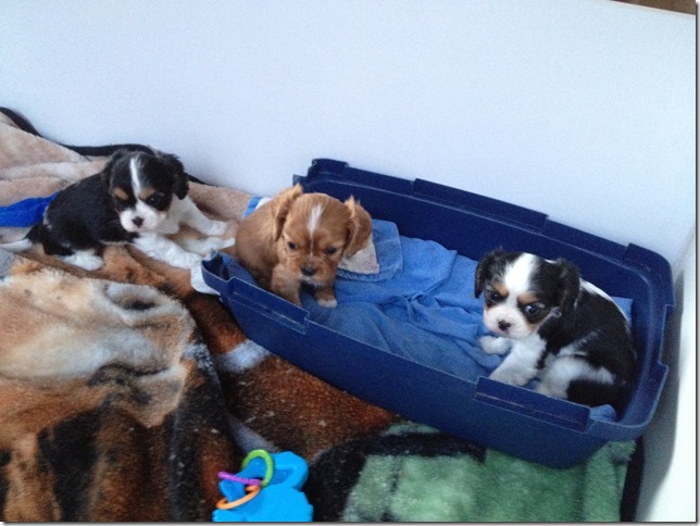 Jenny, Callie, & Rudy at 5 weeks old.