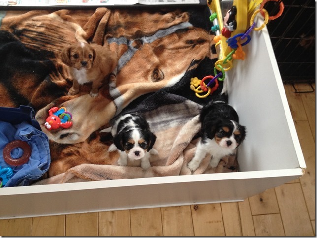 Jenny, Callie and Rudy at 8 weeks old.