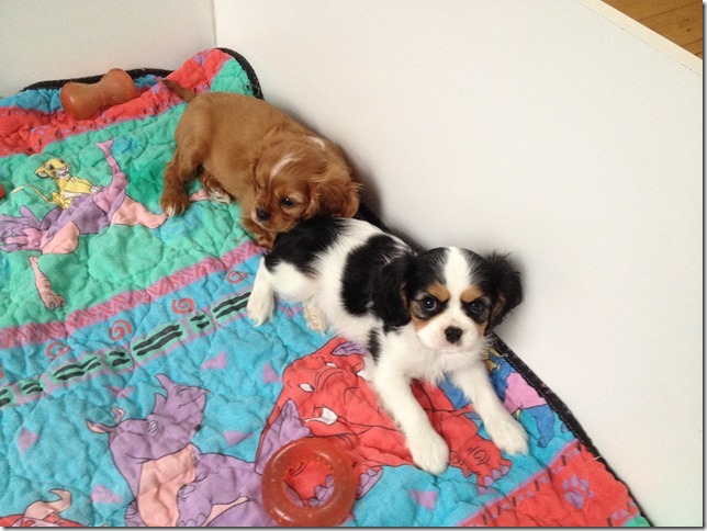 Jenny and Rudy at 8 weeks old.
