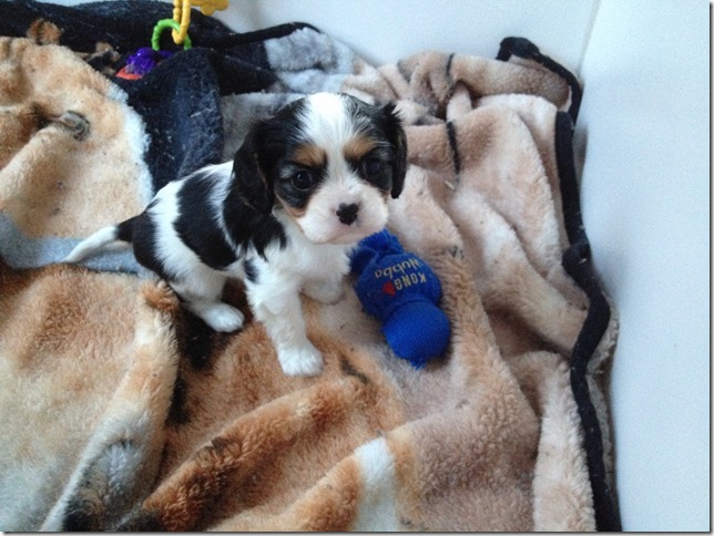 Jenny at 5 weeks old.