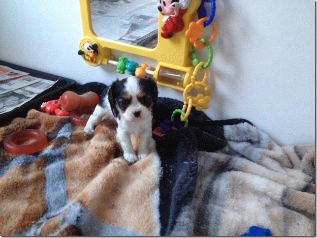 Jenny at 5 weeks old.