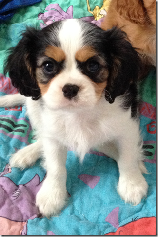 Jenny at 8 weeks old.