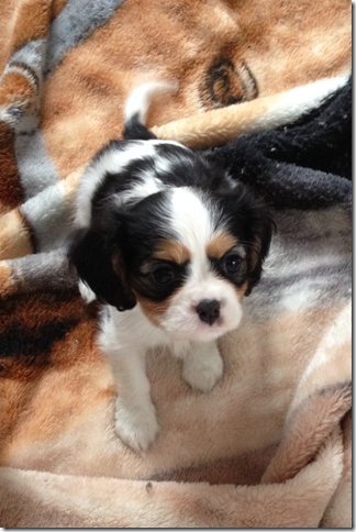 Jenny at 8 weeks old.