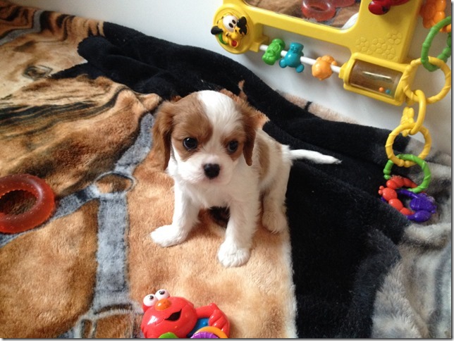 Jersey's boy pup more white.