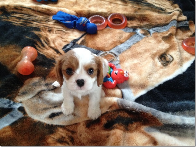 Jersey's boy pup more white.