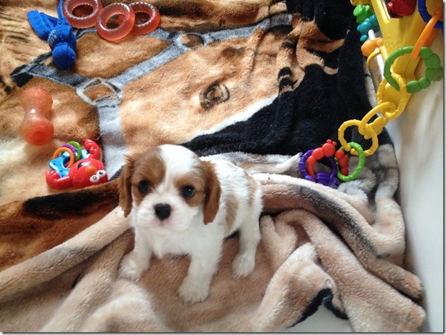 Jersey's boy pup more white.